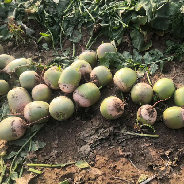 Xinlimei Radish, 50 Grams ≈ 5000 Seeds