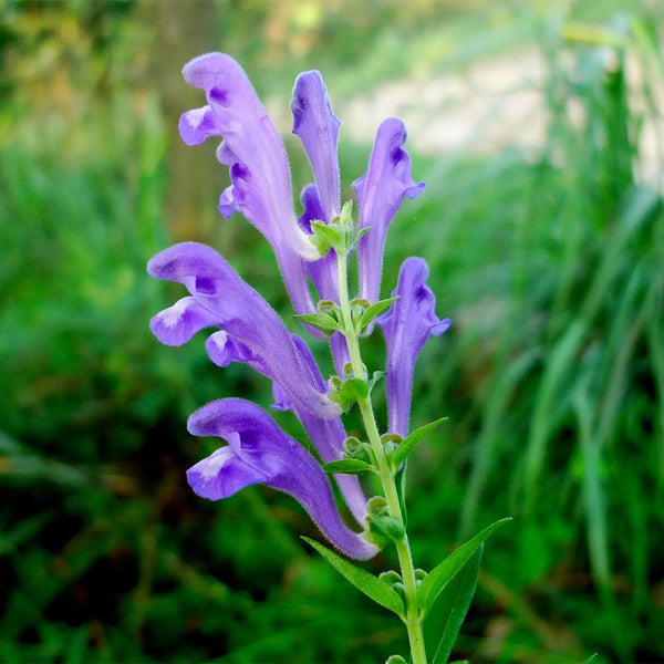 Baical Skullcap, 100 Seeds