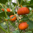 Red BeiBei Pumpkin Seeds, 5 Seeds