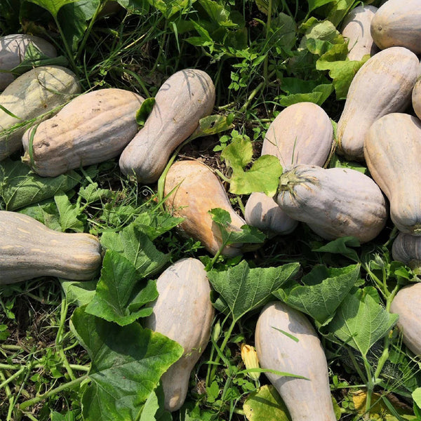 'Jiemei' Miben Pumpkin, 10 Seeds