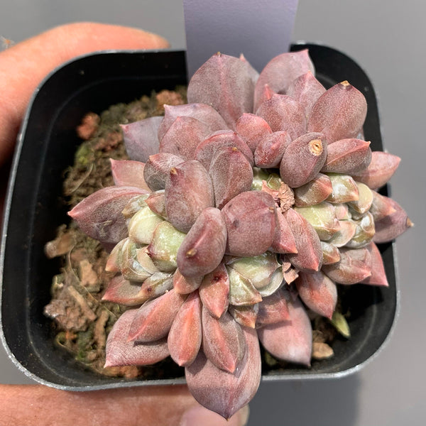 Echeveria cv. 'Illusion', 3pcs x 1-head