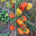 Horseshoe Large Tomato Seeds