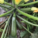 'Black Empress' Zucchini Seeds, 10 Seeds