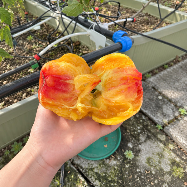 205 Blushing Bride Tomato, 5 Seeds