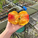 205 Blushing Bride Tomato, 5 Seeds