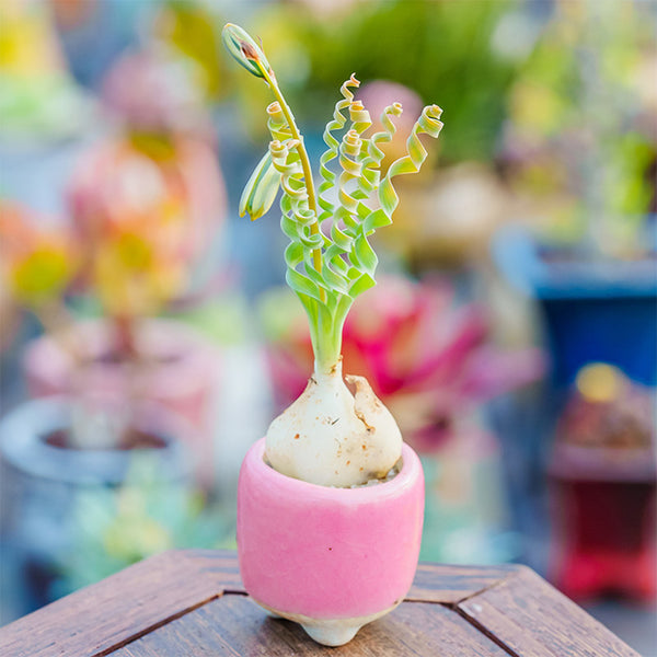 TD005 Albuca concordiana 'Guifei', 1 Dormant Bulb