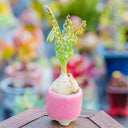 TD005 Albuca concordiana 'Guifei', 1 Dormant Bulb