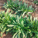 Noodle Vegetable Seeds, 10g