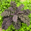 Ziyu No. 1 Kale Seeds, 2g