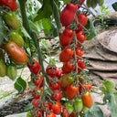 'Royal Pearl Peanut' Tomato Seeds, 20 Seeds