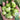 Brussels Sprouts Seeds, 50 Seeds