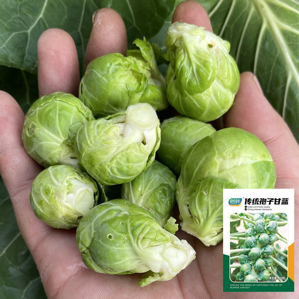 Brussels Sprouts Seeds, 50 Seeds