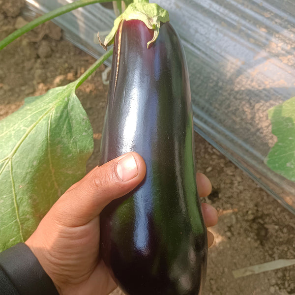 Delicious Grilling-Friendly Eggplant Seeds, 30 Seeds