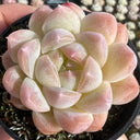 Echeveria cv. 'Moon Star', 3pcs x 1-head