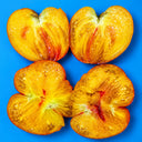 36 Pomaranch Tomato, 5 Seeds