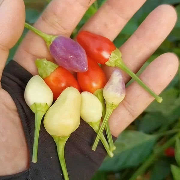 Colorful Bullet Pepper Seeds, 2g