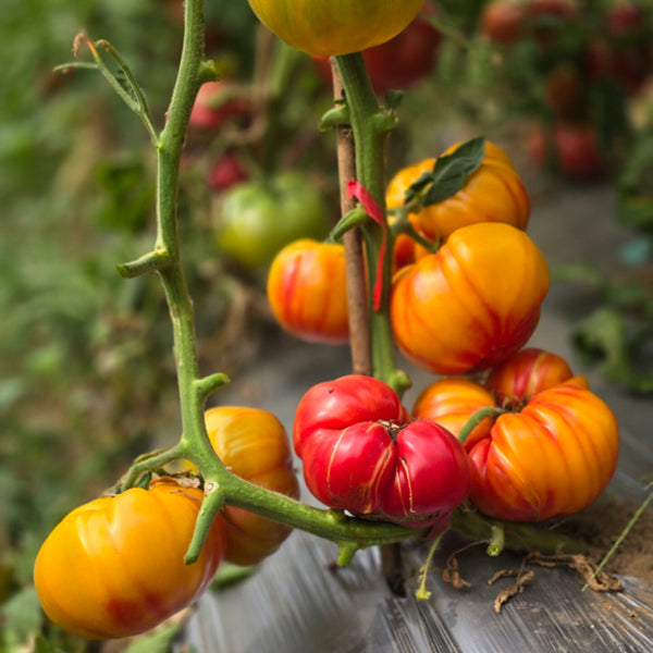 819 Yellow Marble Tomato, 5 Seeds