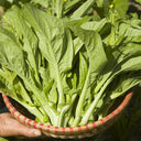 Xueying F1 Choy Sum Seeds, 10g