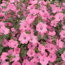 Hezhichun Rose Mallow Seeds, 1g