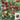 Dream Purple Cherry Tomato, 100 Seeds