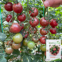 Dream Purple Cherry Tomato, 100 Seeds