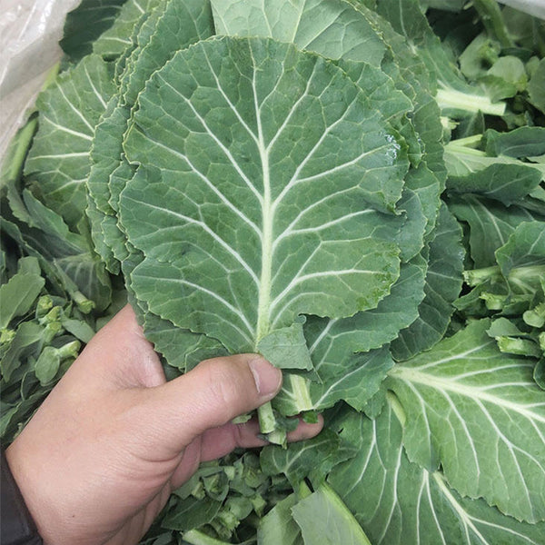 Yuanfeng Leaf Cabbage Hybrid, 100 Seeds