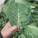 Yuanfeng Leaf Cabbage Hybrid, 100 Seeds
