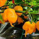 Yellow Carolina Reaper Pepper, 5 Seeds