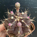Gymnocalycium mihanovichii 'Hibotan Purple', 3-4cm