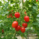 'Imperial Ruby' Traditional Cherry Tomato Seeds, 20 Seeds