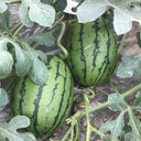 'Crimson Jewel' Red Flesh Watermelon Seeds, 200 Seeds