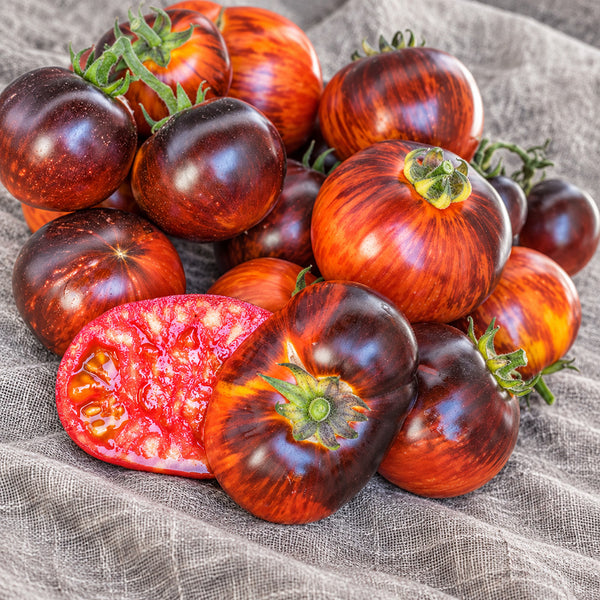 456 Dwarf Striped Antho Tomato, 5 Seeds