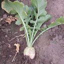 'Erdaomei' Root Mustard Seeds, 10g