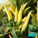 Xiaomila Chili Seeds, 20 Seeds