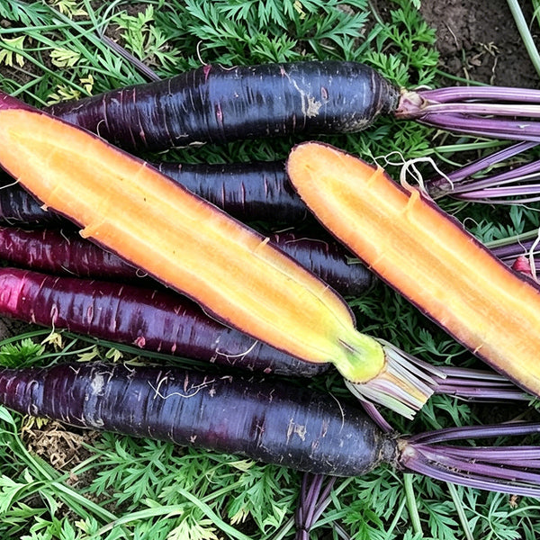 Purple Skin Yellow Flesh Carrot Seeds, 3g