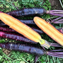 Purple Skin Yellow Flesh Carrot Seeds, 3g