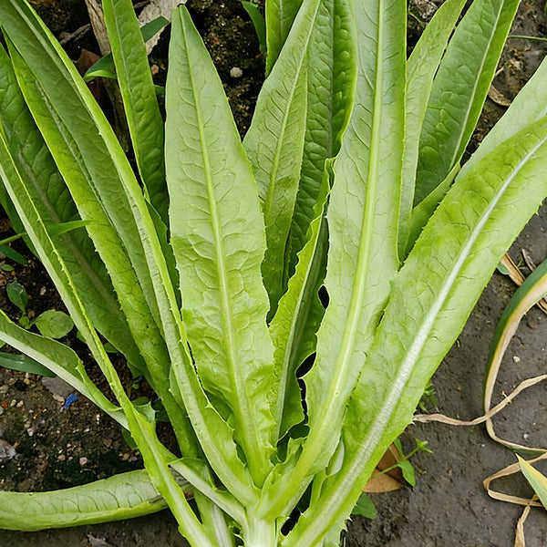 Nongyan Pointed-Leaf Romaine Lettuce Seeds, 10g