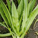 Nongyan Pointed-Leaf Romaine Lettuce Seeds, 10g