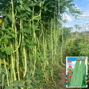 'Zhangtang King' Yardlong Bean Seeds, 50g