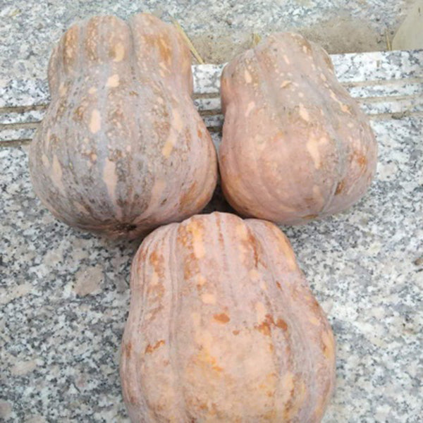 Honey Aroma Mini Pumpkin, 5 Seeds