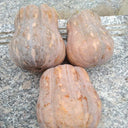 Honey Aroma Mini Pumpkin, 5 Seeds