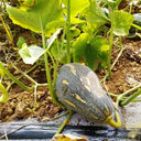Baby Pumpkin Seeds, 10 Seeds