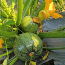 Black Pearl Zucchini Seeds, 100 Seeds