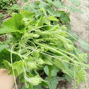 Tasty Pumpkin Shoots Seeds, 20g