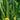 Jiamei 60 Long Sponge Gourd, 100 Seeds