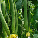 Jiamei 60 Long Sponge Gourd, 100 Seeds