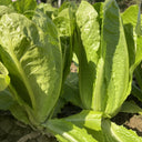 Little Gem Lettuce Seeds, 3g