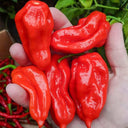 Ghost Pepper Seeds, 20 Seeds