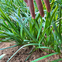 Purple-rooted Chinese Chives Seeds, 5 × 5g Bags