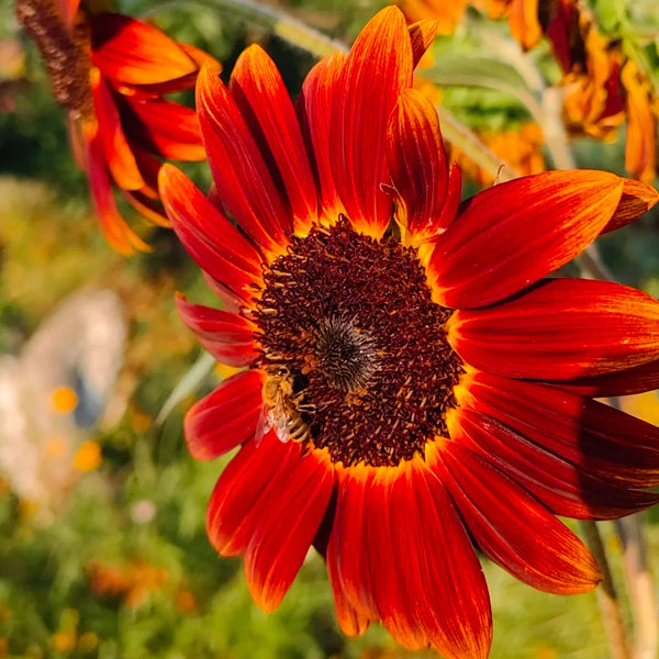 'Magician' Ornamental Sunflower Seeds, 2g